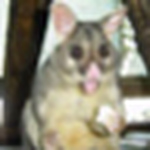 Profile Picture of Dino (@dee_no13) on Flickr