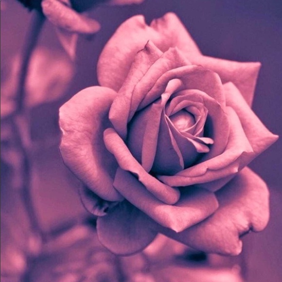 Profile Picture of Bella Ayala (@_bella_bee77) on Poshmark