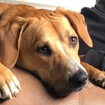 Profile Picture of Jeannine Carol (@Jeannine-Carol) on Facebook