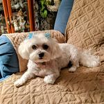 Profile Picture of Jean Brinkley Tarkington (@jeanbrinkleytarkington) on Instagram