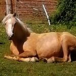 Profile Picture of Jesse Bishop (@peachey_pone) on Instagram