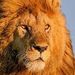Profile Picture of canal animal (@octavioaugustosilva94) on Pinterest