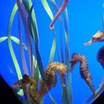 Profile Picture of Helen Haneiph (@helenkatwaroo) on Instagram