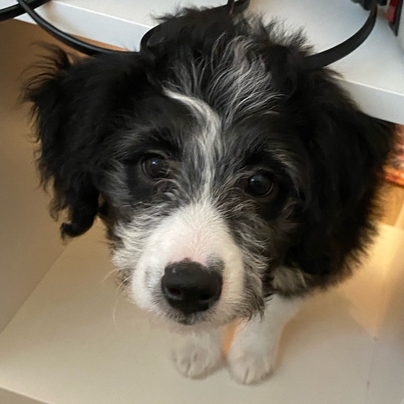 Profile Picture of Zoe Keairns (@zoelynn444) on Poshmark