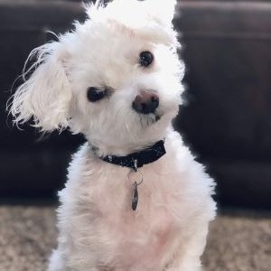 Profile Picture of Toby's Naza (@FlorenceKoenig7) on Twitter