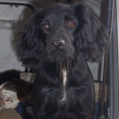 Profile Picture of Kim Steadman (@Kimzzzz) on Twitter