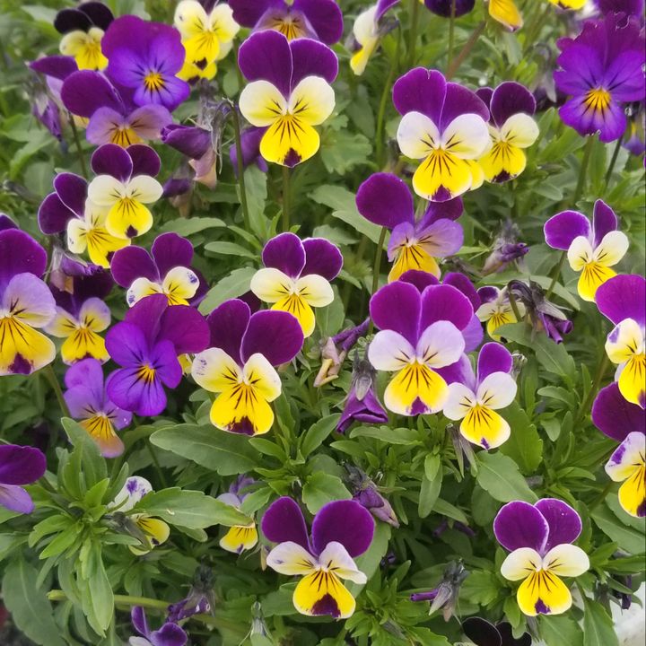 Profile Picture of loriloukapp (@lorikapp63) on Tiktok