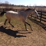 Profile Picture of Catherine (@riding_shocker) on Instagram