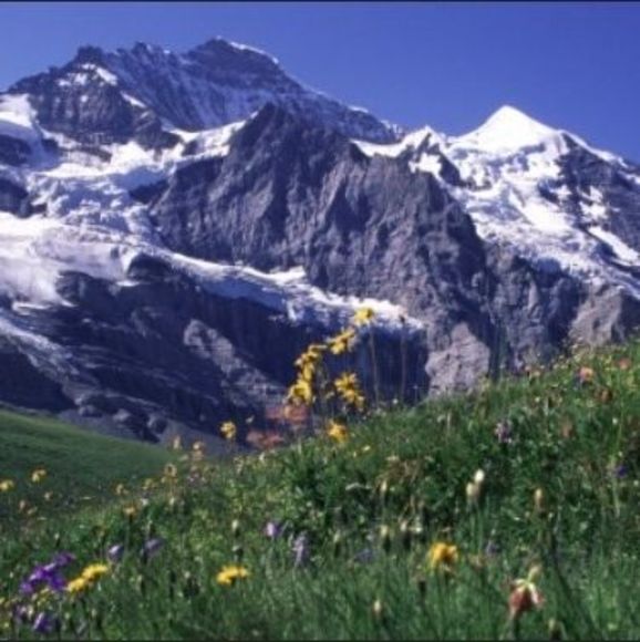 Profile Picture of Dennis Bernards (@berniemidwest) on Poshmark