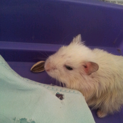 Profile Picture of Cynthia LuvAlmond (@CynthiaYapYup) on Twitter