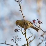 Profile Picture of Markku Nieminen (@mju_n) on Instagram