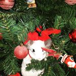 Profile Picture of Lisa (@luisaiervolino19) on Instagram