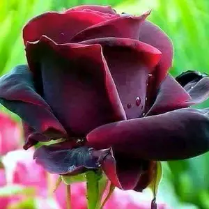 Profile Picture of amanpardasie1 (@amanpardasie1) on Tiktok