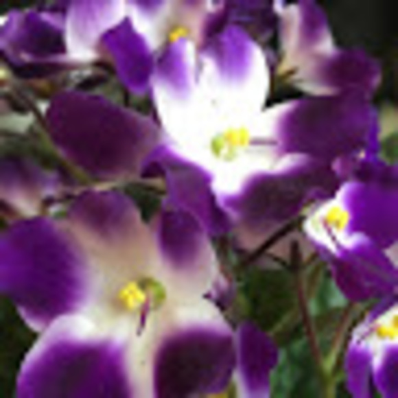 Profile Picture of Stacey Summerson (@s_summerson) on Poshmark