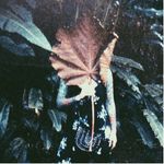 Profile Picture of Alexandra Wiley (@alexandracwiley) on Instagram