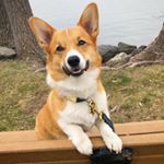 Profile Picture of Remington James (@remi_corgi) on Instagram