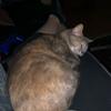 Profile Picture of StacyPike (@@stacypike1981) on Tiktok