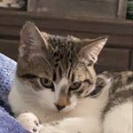 Profile Picture of MATTHEW NAVARRO 🐶🐱 (@matthew_einstein2007) on Instagram
