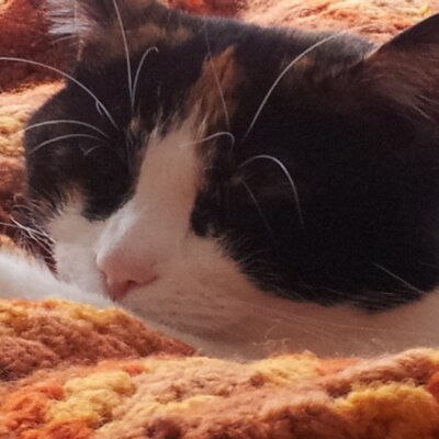Profile Picture of Nicole Broussard (@mabelisthekitty) on Twitter