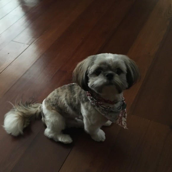 Profile Picture of Christi Primeaux (@run4fun262) on Poshmark