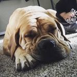 Profile Picture of david hakes (@redwudmonsta) on Instagram