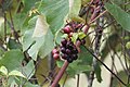 Profile Picture of Vitis labruscaon Wikipedia