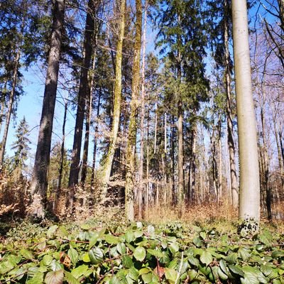 Profile Picture of Patrick WACHTER (@PatrickWACHTER4) on Twitter