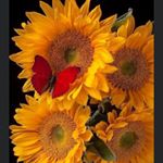 Profile Picture of Karen Chipman (@karennkids) on Instagram