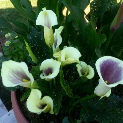 Profile Picture of Lori Murchison (@1b14cf20ca154c8) on Twitter