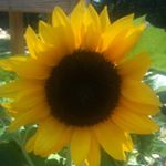 Profile Picture of Dora Seavey Robinson (@doramsr1977) on Instagram