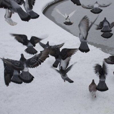 Thomas Crest - Twitter Profile Picture of Thomas Crest (@thomascrest575) on Twitter