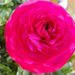 Profile Picture of Michaela_ Lisoski 🐶🐶 (@michaelalisoski) on Instagram