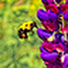 Profile Picture of Paulette changing (@Paulette changing) on Flickr