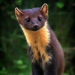 Profile Picture of Danny Wahl (@wahldanny) on Instagram