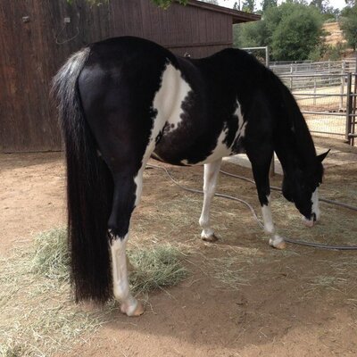 Profile Picture of Chris Hereth (@DazzleofCourse) on Twitter