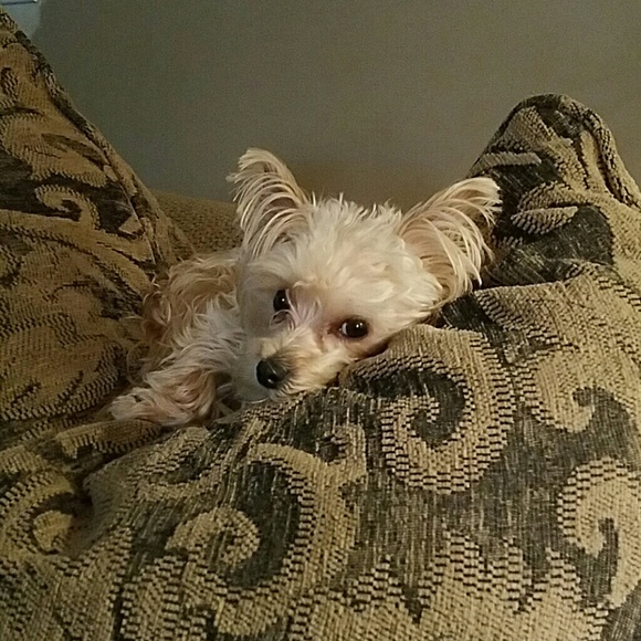 Profile Picture of Lisa Renzi (@lhoude24) on Poshmark