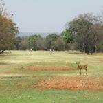 Profile Picture of Jonathan Retzlaff (@golfandwildlifesafaris) on Instagram