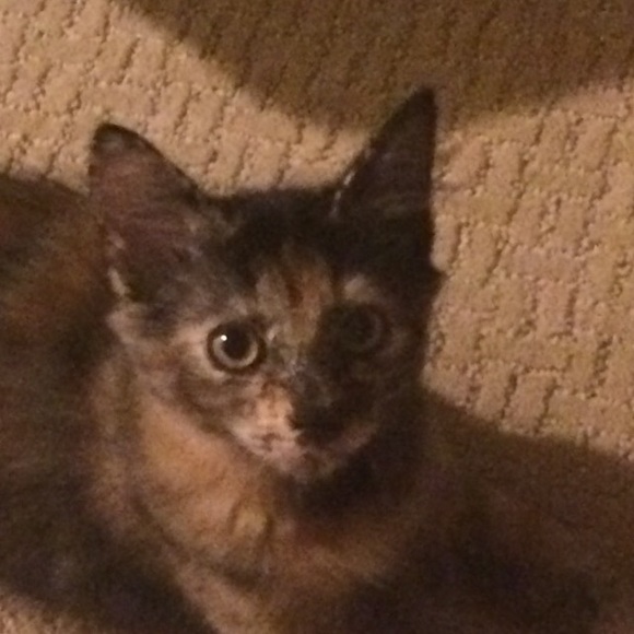 Profile Picture of Lori Bennett (@talia3286) on Poshmark