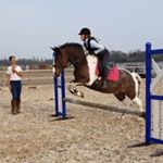 Profile Picture of -melody 15.2 Cob X Hackney  ♡ (@my.mare.melody) on Instagram