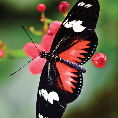 Profile Picture of Jarvis Collins (@JarvisCollins7) on Twitter