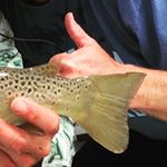 Profile Picture of Adam Knoff (@knofftales) on Instagram