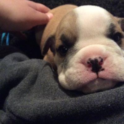 Profile Picture of Pedro Daniel Navarre (@@destruccionzone) on Twitter