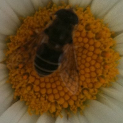 Profile Picture of Unni Evang (@unnievang) on Twitter