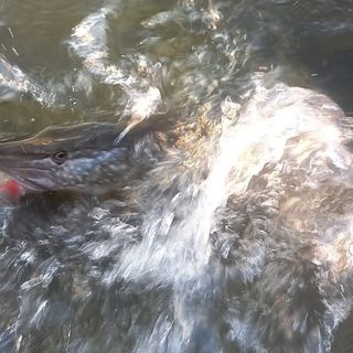 Profile Picture of Robert Ebbeson (@robertebbeson) on Instagram