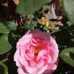 Profile Picture of Norma Cherniz (@Norma-Cherniz) on Facebook