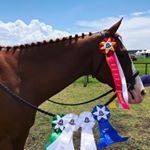 Profile Picture of Shelby Gray (@graysequine_showjumping) on Instagram