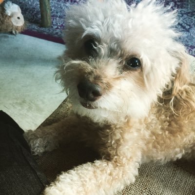 Profile Picture of Samuel Snider (@sammybroham) on Twitter