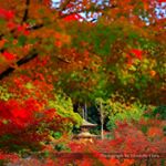 Profile Picture of れんのすけ (@kenneth_eneh_kunz) on Instagram