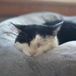 Profile Picture of Stuart Mullins (@mrstuartmullins) on Instagram