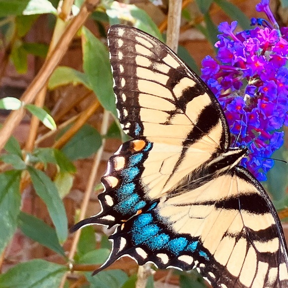 Profile Picture of Cindy Basehore (@cbasehore) on Poshmark